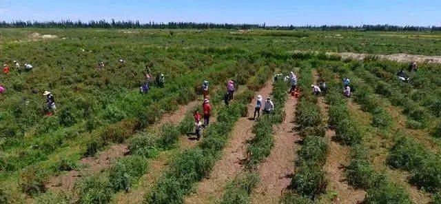 生物农药应用，绿色农业的新篇章